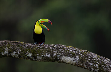 A toucan in Costa Rica  © Harry Collins