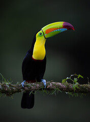 A toucan in Costa Rica  © Harry Collins