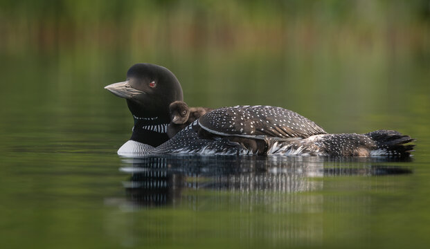 A common loon in northern Maine 