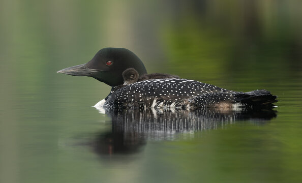 A common loon in northern Maine 