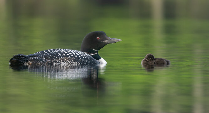 A common loon in northern Maine 