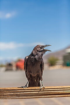Vertical closeup of common raven cawing on a wooden fence in Death Valley