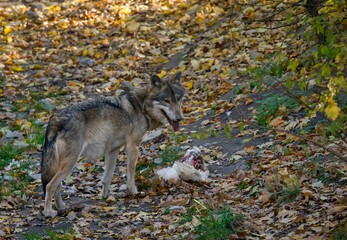 Eurasian wolf (Canis lupus lupus) © Hana
