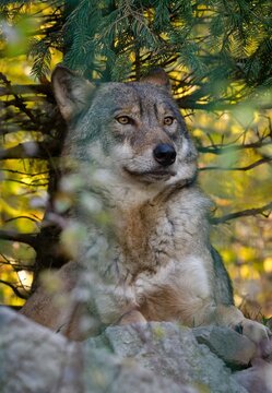 Eurasian wolf (Canis lupus lupus)