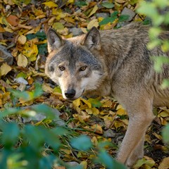 Eurasian wolf (Canis lupus lupus) © Hana