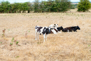 Black and white cattle resting on dry pasture during summer drought conditions © Tatjana