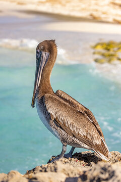 Juvenile brown pelican, Cuba. 
