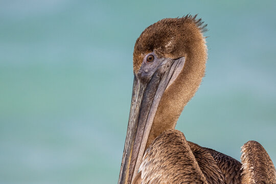 Juvenile brown pelican, Cuba. 