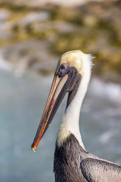 Brown Pelican