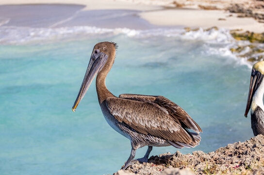 Juvenile brown pelican, Cuba. 