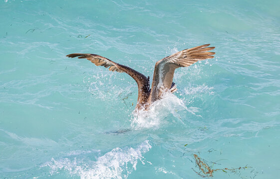Juvenile brown pelican fishing in Cuba. 