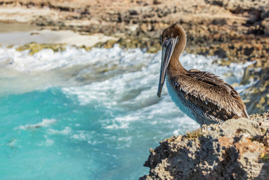 Juvenile brown pelican in Cuba. 