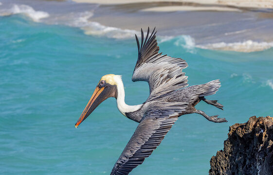 Brown Pelican fishing in Cuba. 