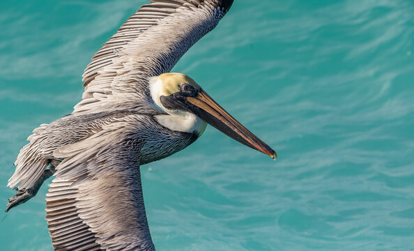 Brown Pelican