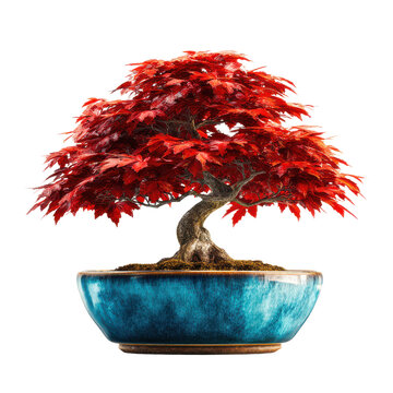 decorative red maple bonsai tree illustration cutout isolated on transparent background cutout isolated illustration on transparent background