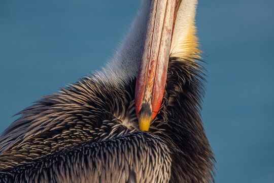 Brown Pelican 