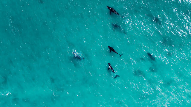 Aerial View of a Pod of Whales Swimming in Clear Turquoise Ocean Water.