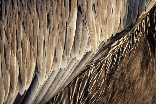 Closeup of brown pelican feathers. 
