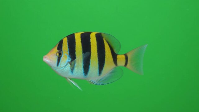 Yellow striped fish swimming gracefully in front of a vibrant green screen background