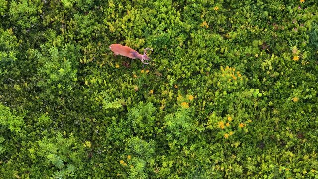 Overhead View of Wild Buck Resting in Green Vegetation