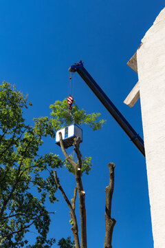 Holzf&auml;llarbeiten wegen Eschensterben