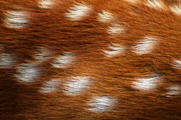 Deer fur texture. Fawn pelt closeup. Spotted hair macro. Animal print fashion. Brown coat pattern. White spots surface. Luxury pelt design. Faux fur background. Natural hide detail. Wild animalistic © Kara