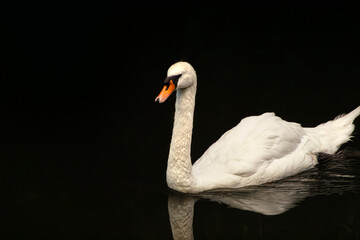 White swan swimming. Mute swan portrait. Graceful waterfowl drifting. Dark lake reflection. Orange bill detail. Elegant feather posture. Low key bird photography. Serene river wildlife. Black water © Kara