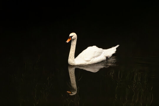 White swan swimming. Mute swan portrait. Graceful waterfowl drifting. Dark lake reflection. Orange bill detail. Elegant feather posture. Low key bird photography. Serene river wildlife. Black water