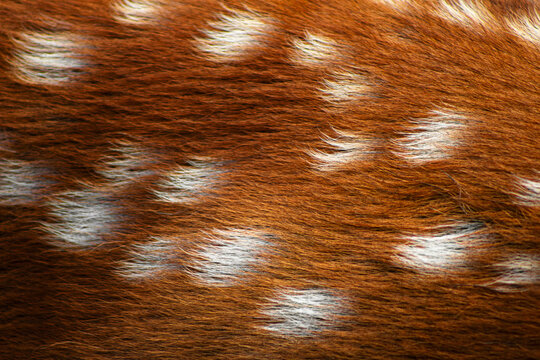 Deer fur texture. Fawn pelt closeup. Spotted hair macro. Animal print fashion. Brown coat pattern. White spots surface. Luxury pelt design. Faux fur background. Natural hide detail. Wild animalistic