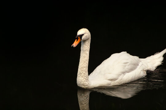 White swan swimming. Mute swan portrait. Graceful waterfowl drifting. Dark lake reflection. Orange bill detail. Elegant feather posture. Low key bird photography. Serene river wildlife. Black water