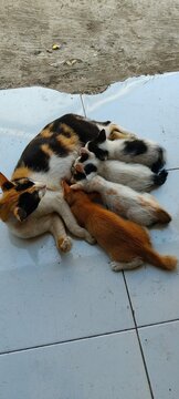 Mother Calico Cat Nursing Kittens