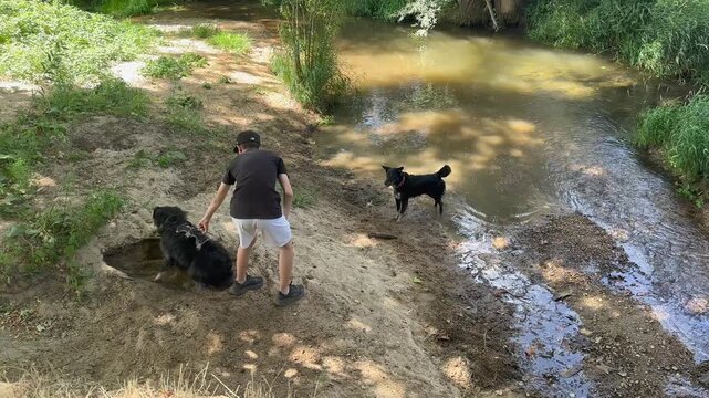 Young male standing on a sandy riverbank while his two dogs, a spaniel and a mixed breed, splash and play together in the shallow water