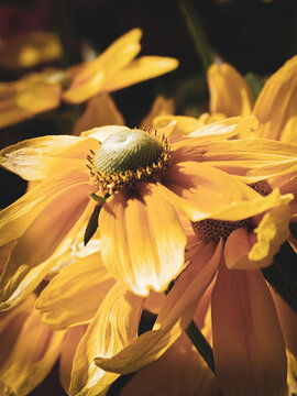 Fine art close-up of a Rudbeckia flower rendered in warm golden, amber and copper tones. Dramatic sunlight and deep shadows emphasize the textured flower center and create an atmospheric botanical com