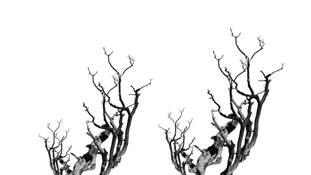Silhouette of dead bare tree branches reaching up isolated on black