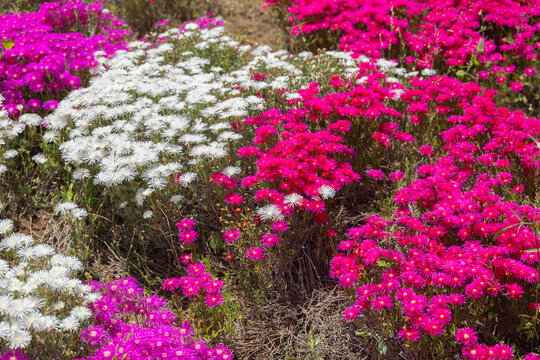 Vibrant carpet of white and bright magenta ice plant flowers growing on sunny ground, blooming succulents in summer.