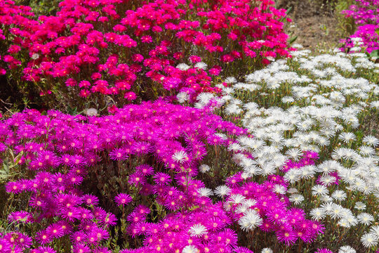 Colorful garden bed featuring bright magenta pink, purple, and white ice plant flowers blooming in sunlight.