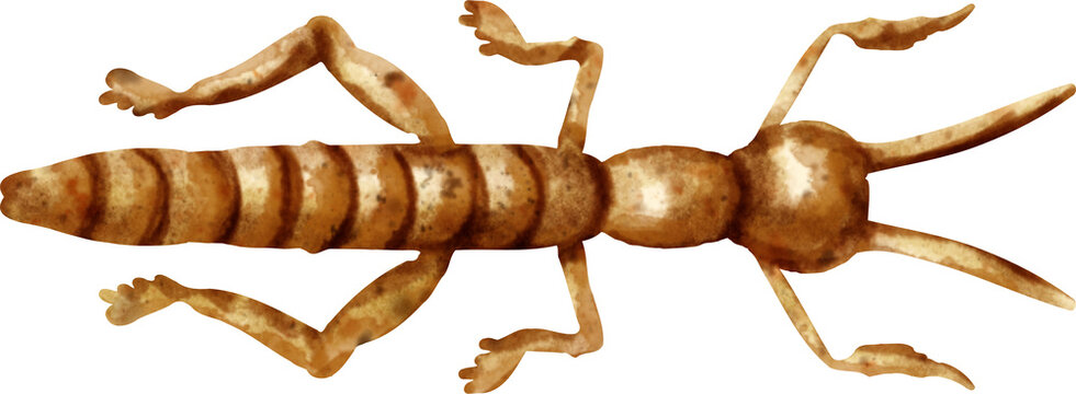 Walking Stick Insect Watercolor Clip Art