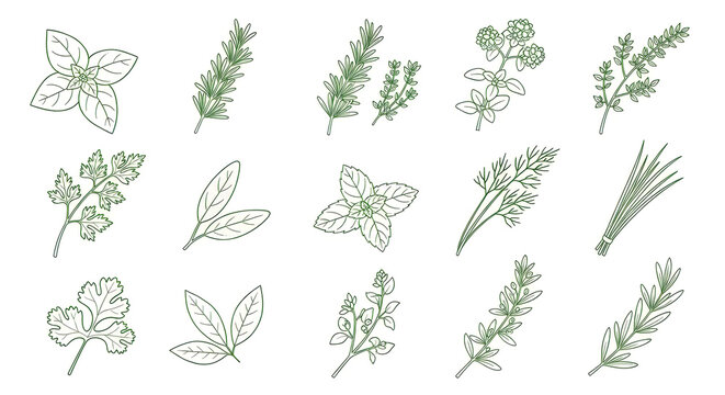 Set of hand drawn culinary herbs and spices for cooking and food seasoning in a sketch line style