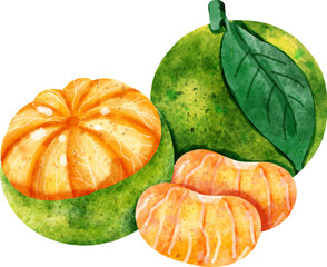 Fototapeta premium Green Mandarin Oranges Watercolor Clip Art