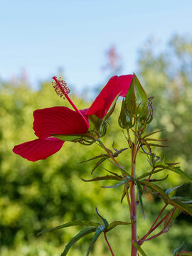 (Hibiscus coccineus) Floraison spectaculaire d'une fleur d'&eacute;toile du Texas rouge &eacute;carlate avec des bourgeons floraux sur tige au feuillage vert finement d&eacute;coup&eacute;
