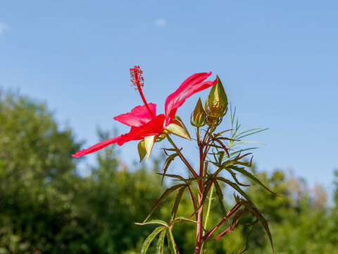 Fleur d'&eacute;toile du Texas ou hibiscus &eacute;carlate (Hibiscus coccineus), p&eacute;tales &eacute;vas&eacute;s et spatul&eacute;s rouge autour d'une colonne d'&eacute;tamines au bout d'un p&eacute;doncule avec boutons floraux &agrave; l'aisselle de feuilles