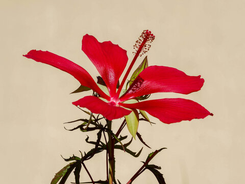  Hibiscus coccineus | Ketmie ou hibiscus &eacute;carlate &agrave; grande fleur solitaire &agrave; p&eacute;tales spatul&eacute;s rouge satin&eacute; entourant une longue colonne d'&eacute;tamines au bout d'un tige dress&eacute;e
