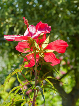 Hibiscus coccineus | Ketmie &eacute;carlate - Etoile du Texas - Poinsettia d'&eacute;t&eacute;. Hibiscus &agrave; floraison rouge satin&eacute;es au bout de fines tiges dress&eacute;es au feuillage finement dent&eacute; et palm&eacute; vert jaun&acirc;tre 
