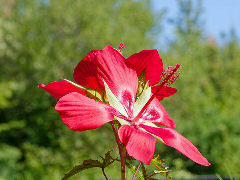 Gros plan sur une fleur &eacute;ph&eacute;m&egrave;re d'hibiscus &eacute;carlate ou Etoile du texas (Hibiscus coccineus) aux larges p&eacute;tales spatul&eacute;s rouge satin&eacute; autour d'un longue colonne centrale d'&eacute;tamines 
