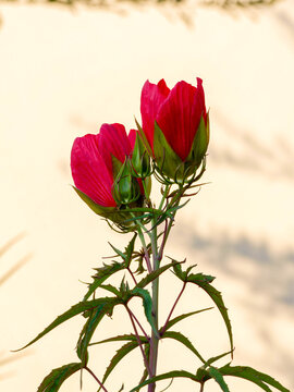 (Hibiscus coccineus) Bourgeons rouges de fleur de Ketmie &eacute;carlate ou hibiscus brillant en cours d'&eacute;closion group&eacute;s au bout d'un long p&eacute;doncule &agrave; la cime d'une tige ramifi&eacute;e
