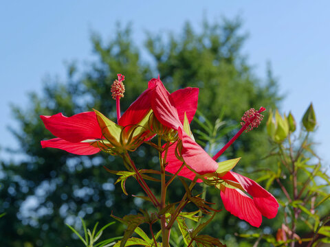 (Hibiscus coccineus) Fleurs d'hibiscus &eacute;carlate aux larges p&eacute;tales spatul&eacute;s autour de longues colonnes d'&eacute;tamines, group&eacute;es &agrave; la cime de tiges vert pourpr&eacute; aux feuilles  palm&eacute;es, finement d&eacute;coup&eacute;es 