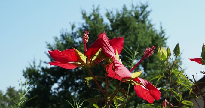 Hibiscus coccineus appel&eacute;s Ketmies &eacute;carlates ou &eacute;toiles du Texas &agrave; floraison group&eacute;e rouge satin&eacute; autour de colonnes d'&eacute;tamines et anth&egrave;res jaunes au sommet de tiges droites et dress&eacute;es