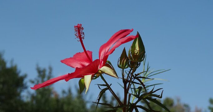 Etoiles du Texas ou hibiscus &eacute;carlates (Hibiscus coccineus) &agrave; p&eacute;tales &eacute;vas&eacute;s et spatul&eacute;s rouge autour d'une colonne d'&eacute;tamines au bout d'un p&eacute;doncule avec boutons floraux &agrave; l'aisselle de feuilles
