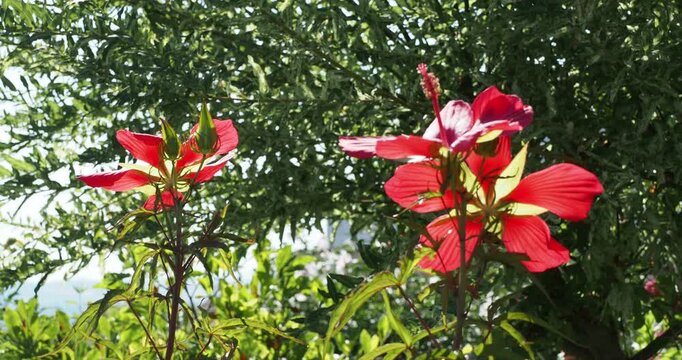 Hibiscus coccineus - Floraison d'hibiscus &eacute;carlates &agrave; p&eacute;tales spatul&eacute;s rouge satin&eacute; avec des colonnes centrales d'&eacute;tamines au sommet de tiges vert pourpr&eacute; au feuillage vert, d&eacute;coup&eacute;,  dent&eacute; et pointu
