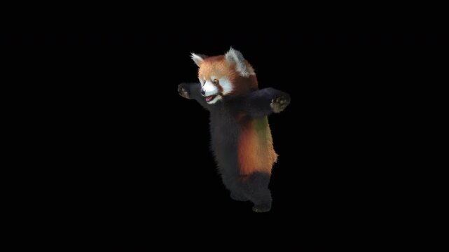 Cute 3D animated red panda dancing rumba with alpha channel. Cartoon animal character isolated for compositing, motion graphics, video editing, and digital content creation.